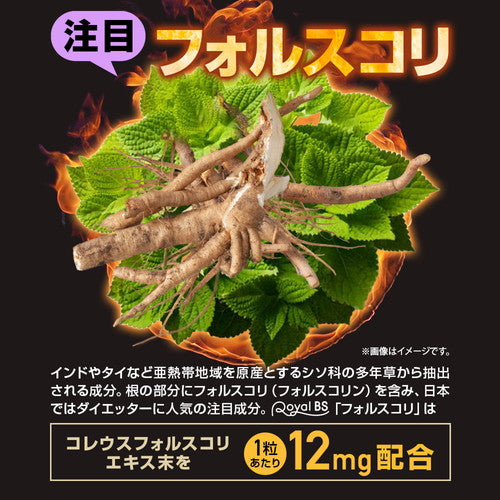 フォルスコリ お徳用 150粒　（#40）